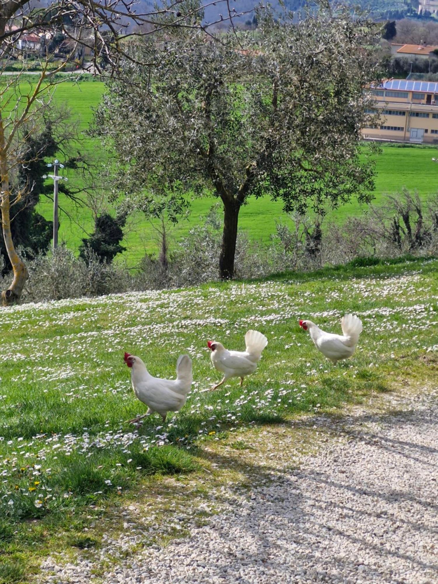 Agriturismo Val della Pieve Anghiari Exterior foto